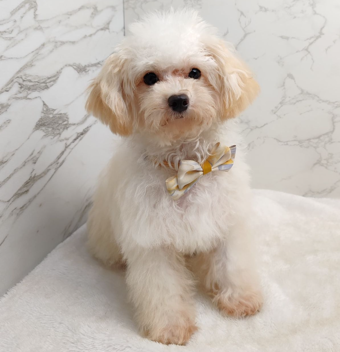 Poodle 娉拌开璐靛
