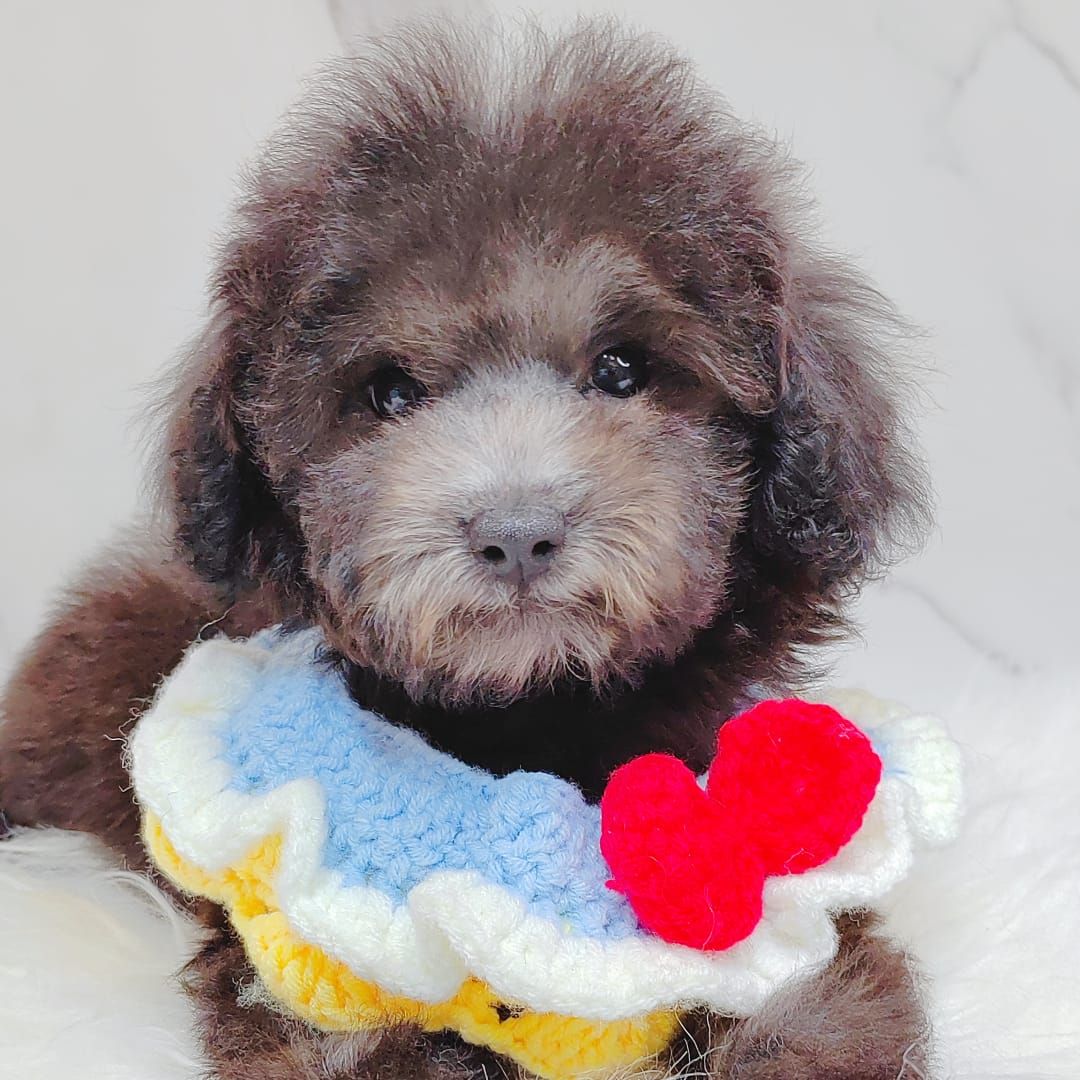 Poodle 娉拌开璐靛