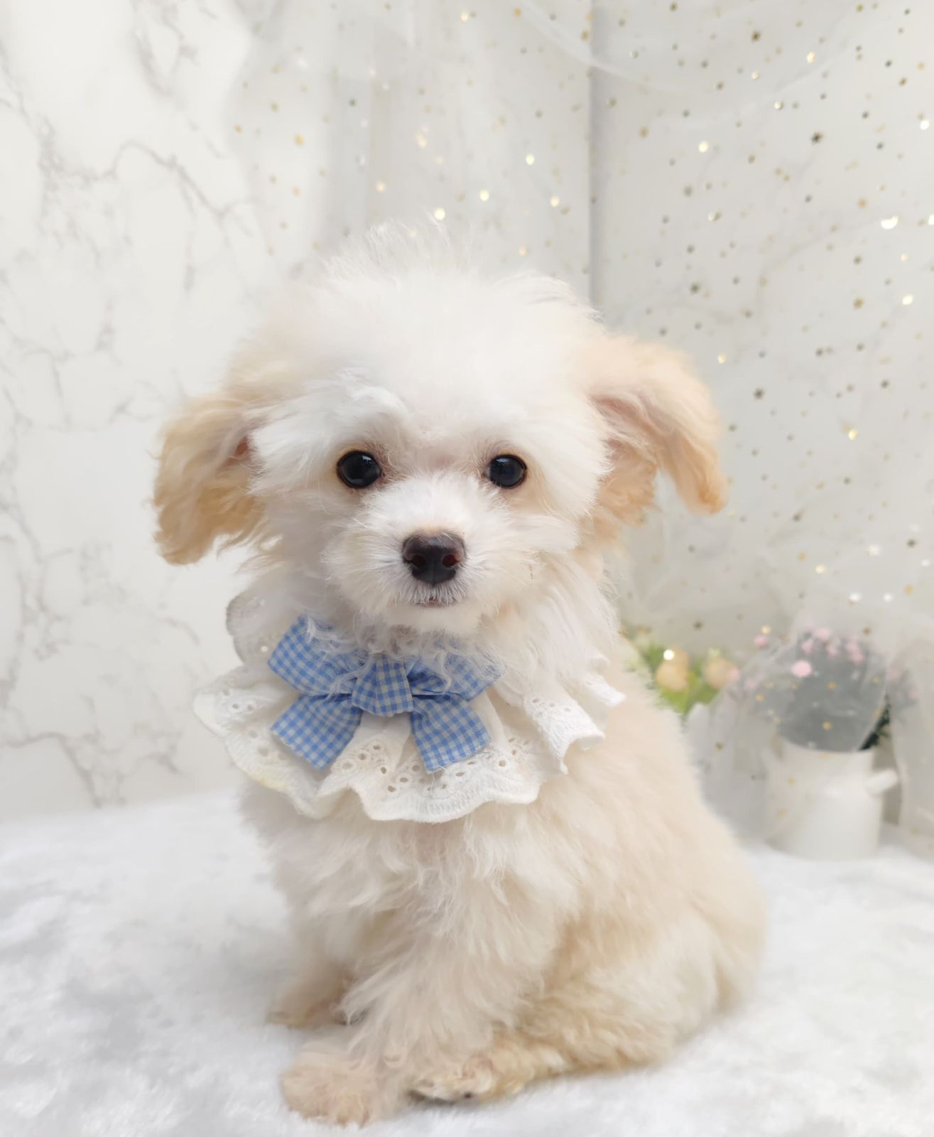 Poodle 娉拌开璐靛