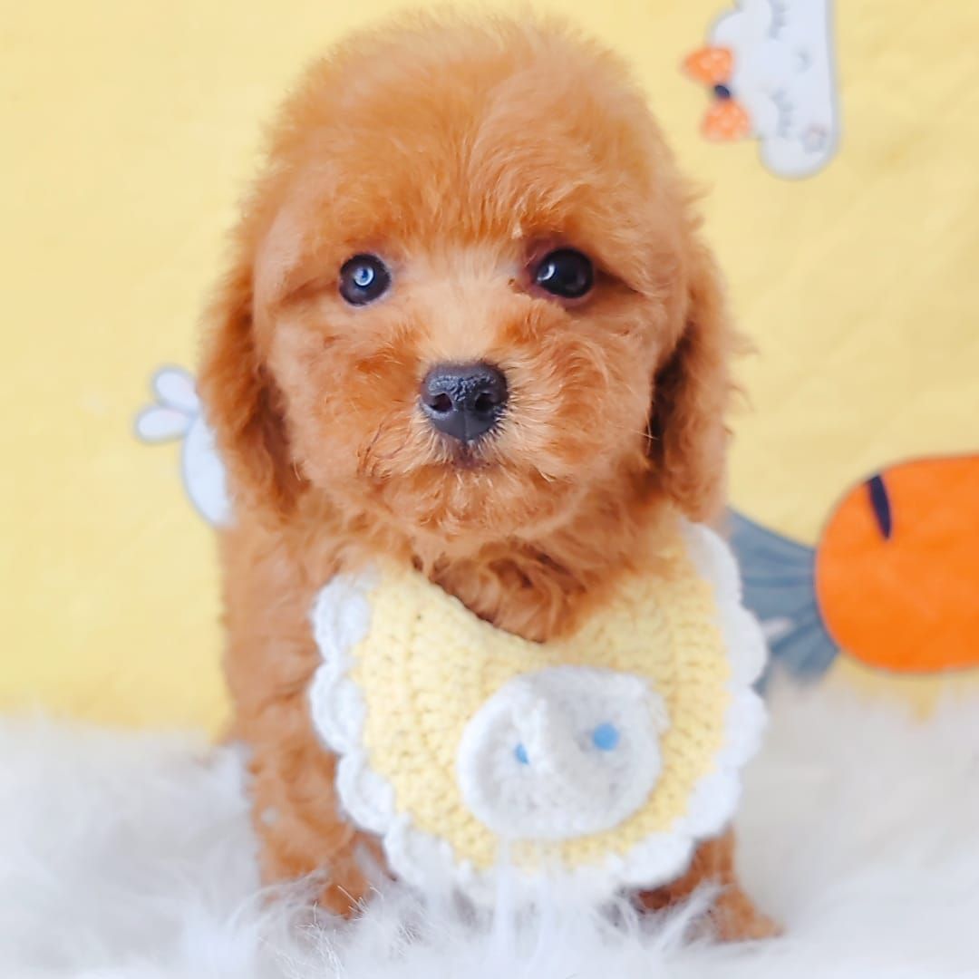 Poodle 娉拌开璐靛