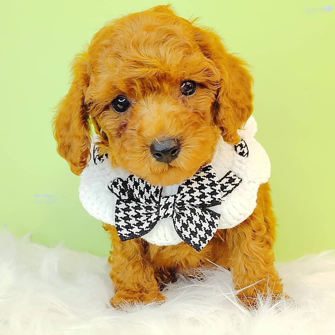 Maltipoo 马尔泰迪
