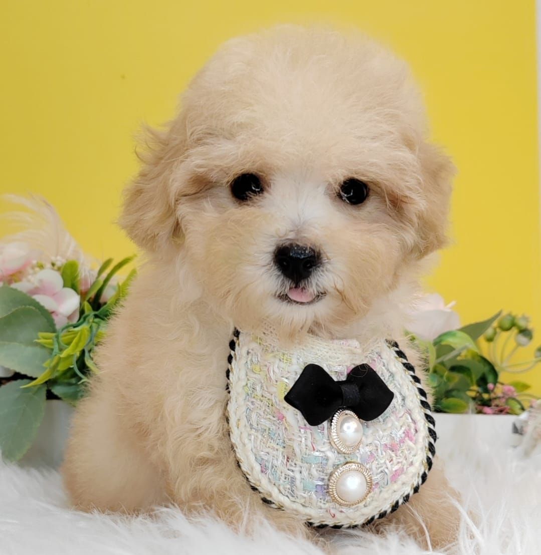 Poodle 娉拌开璐靛