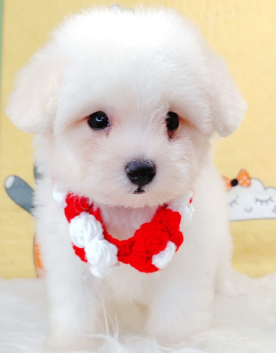 Bichonpoo 泰迪熊