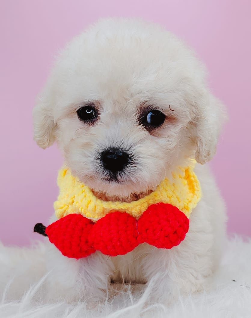 Poodle 璐靛娉拌开