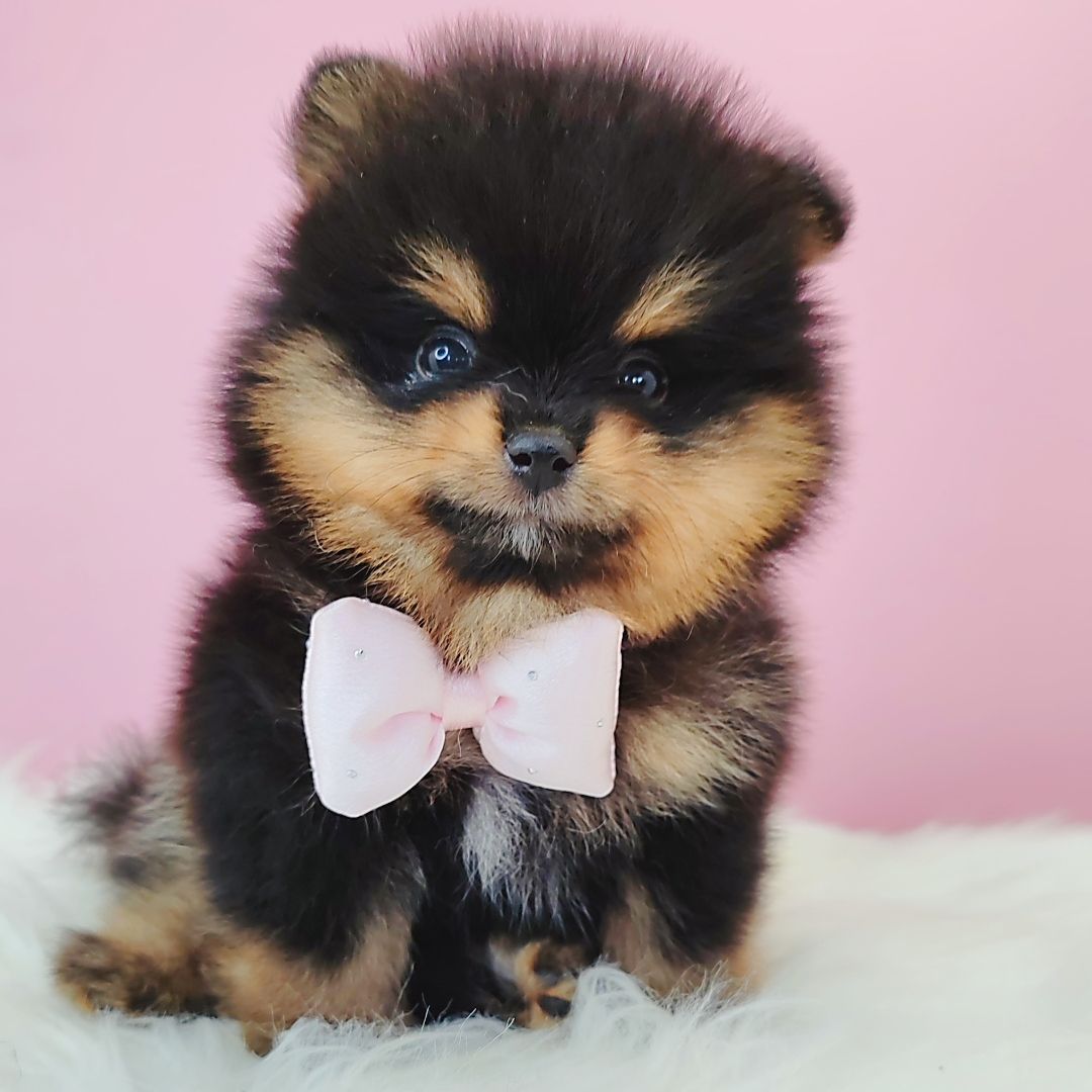 Pomeranian 博美