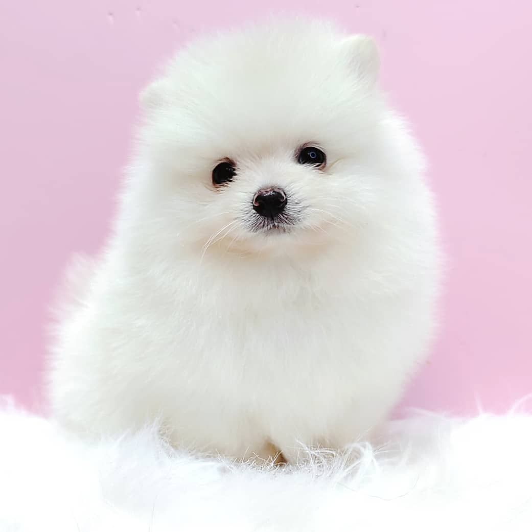 Pomeranian 博美