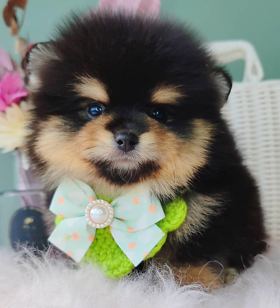 Pomeranian 博美
