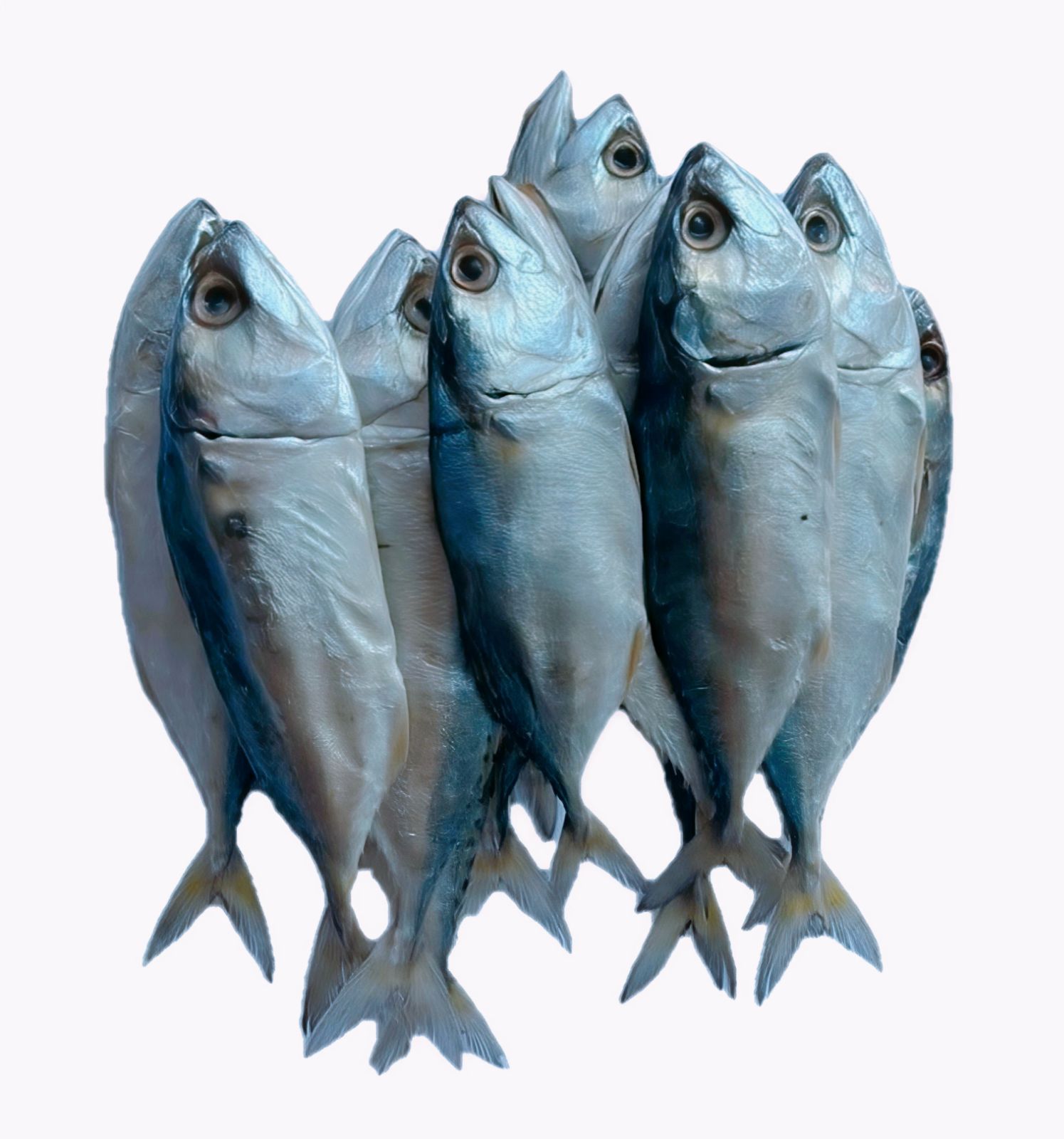 Ikan Masin Kembong