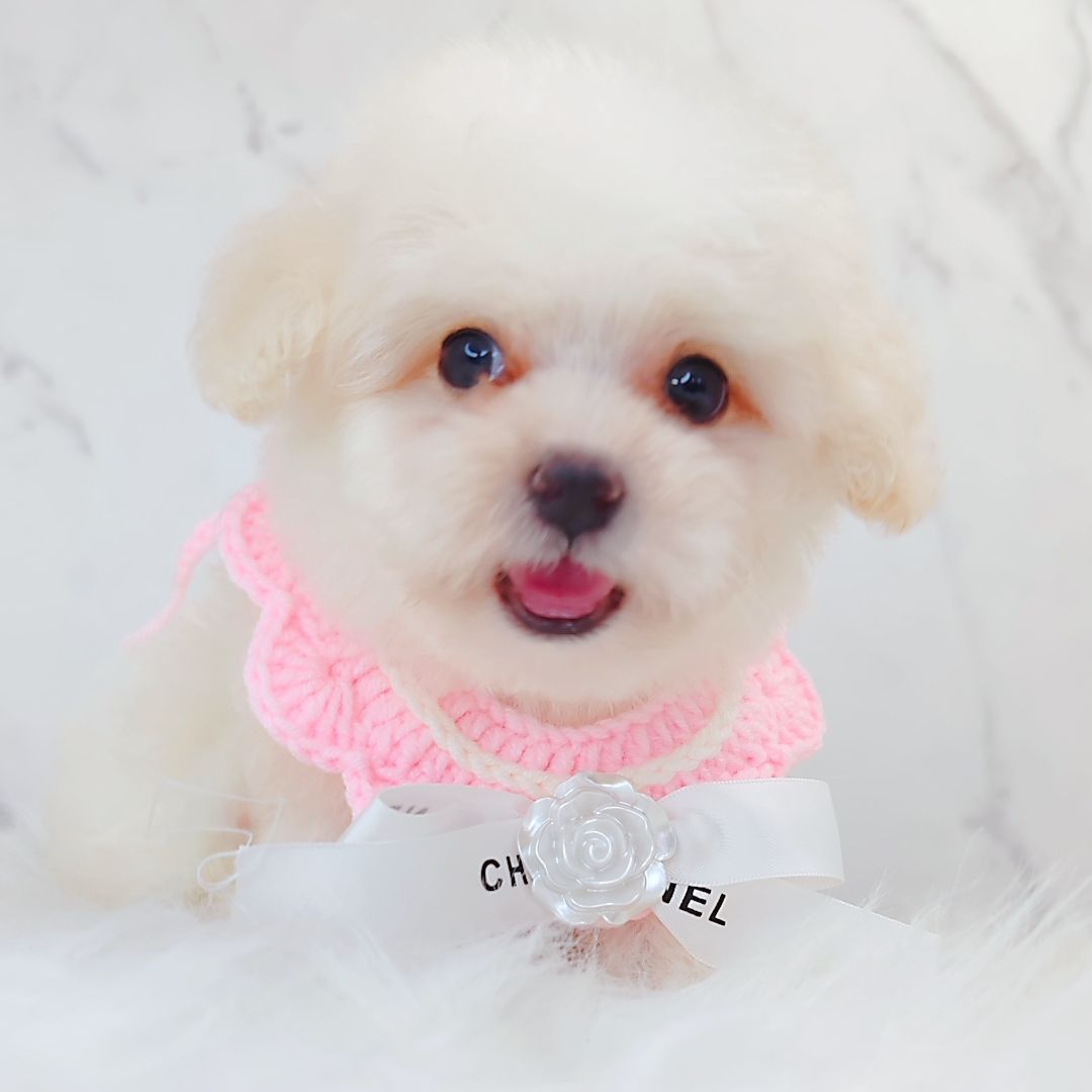 Bichon Frise 比熊