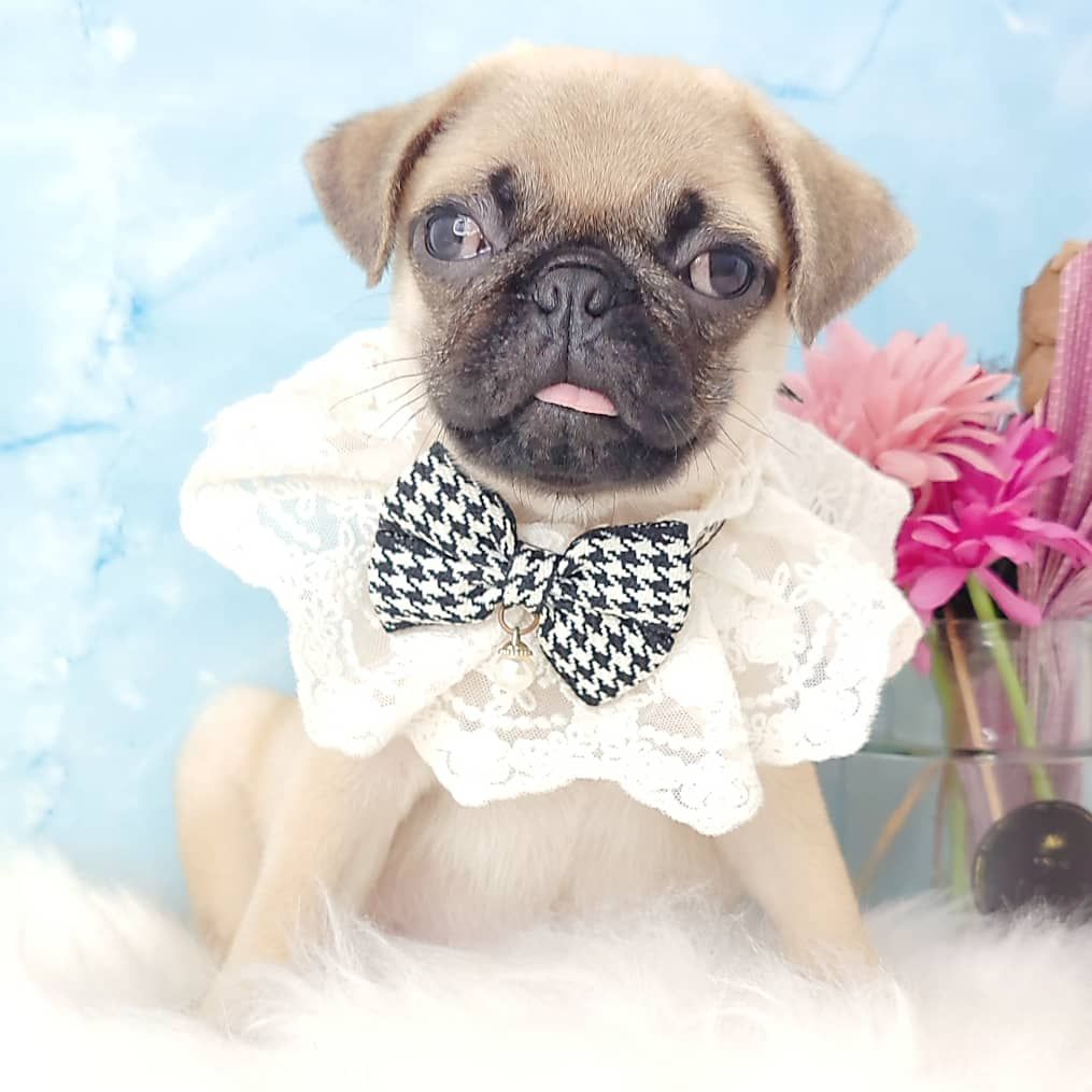 Pug 巴哥