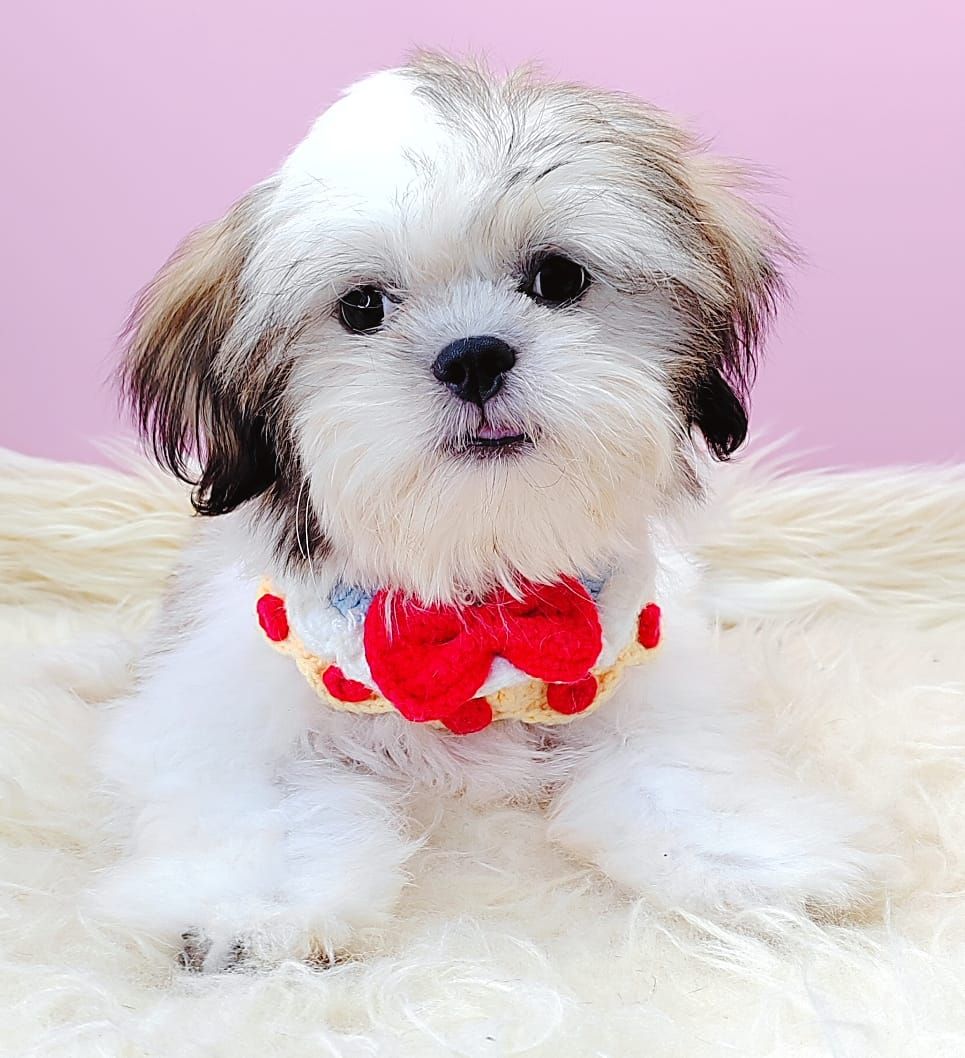 Shih Tzu 西施