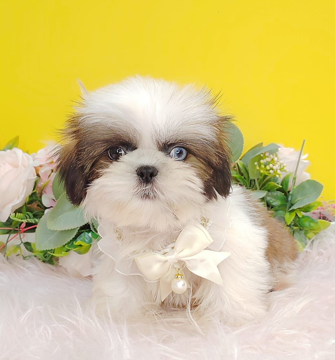 Shih Tzu 西施