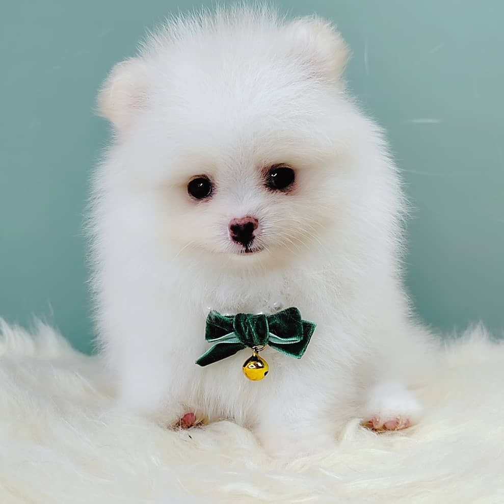 Pomeranian 博美