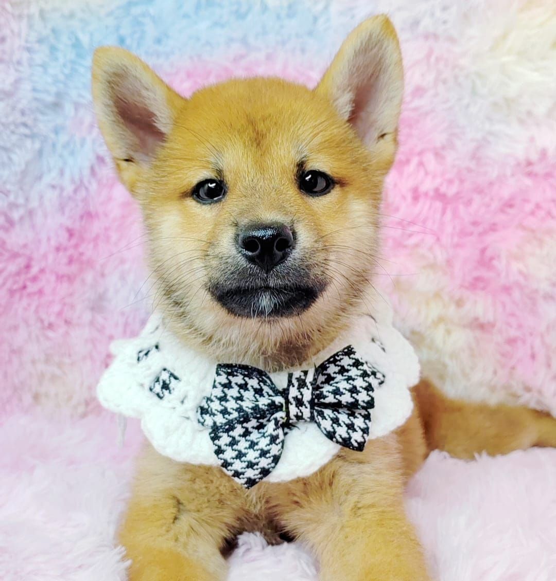 Shiba inu 柴犬