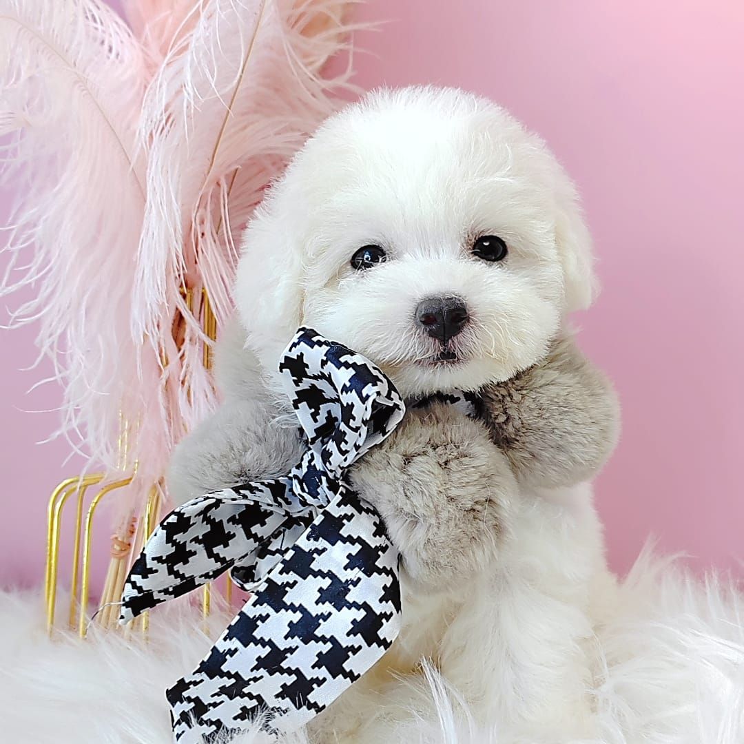 Poodle 娉拌开璐靛