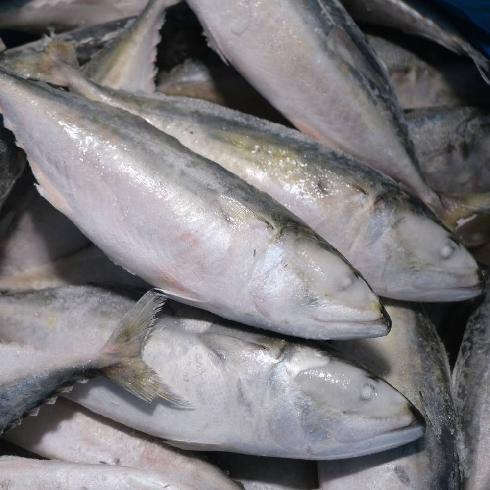 Frozen Ikan Kembung