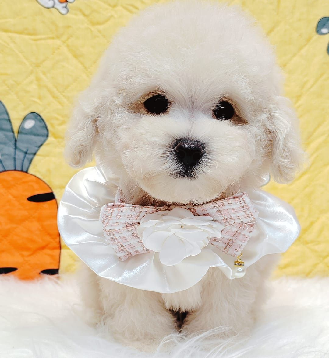 Bichonpoo 泰迪熊
