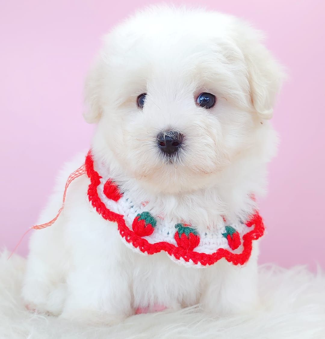 Maltipoo 马尔泰迪
