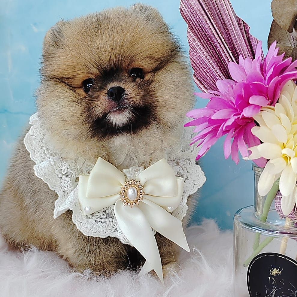 Pomeranian 博美