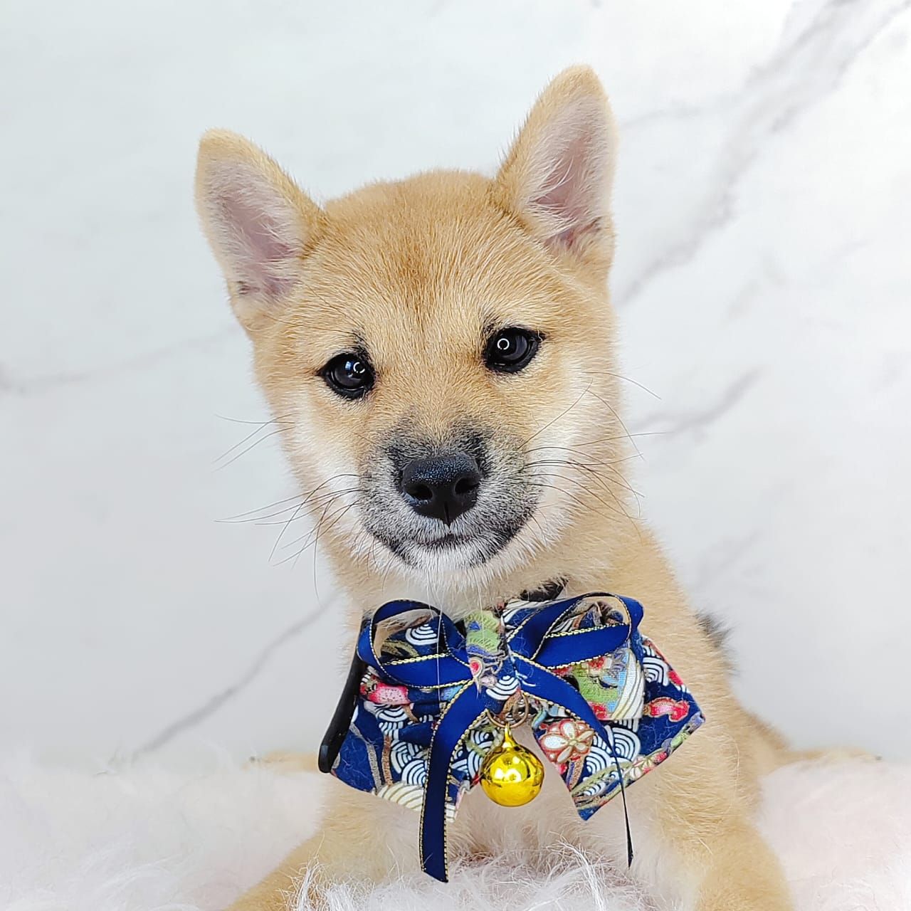 Shiba Inu 柴犬