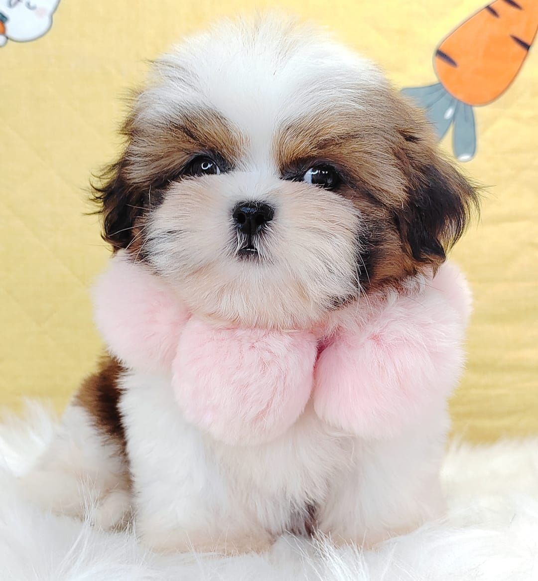 Shih Tzu 西施