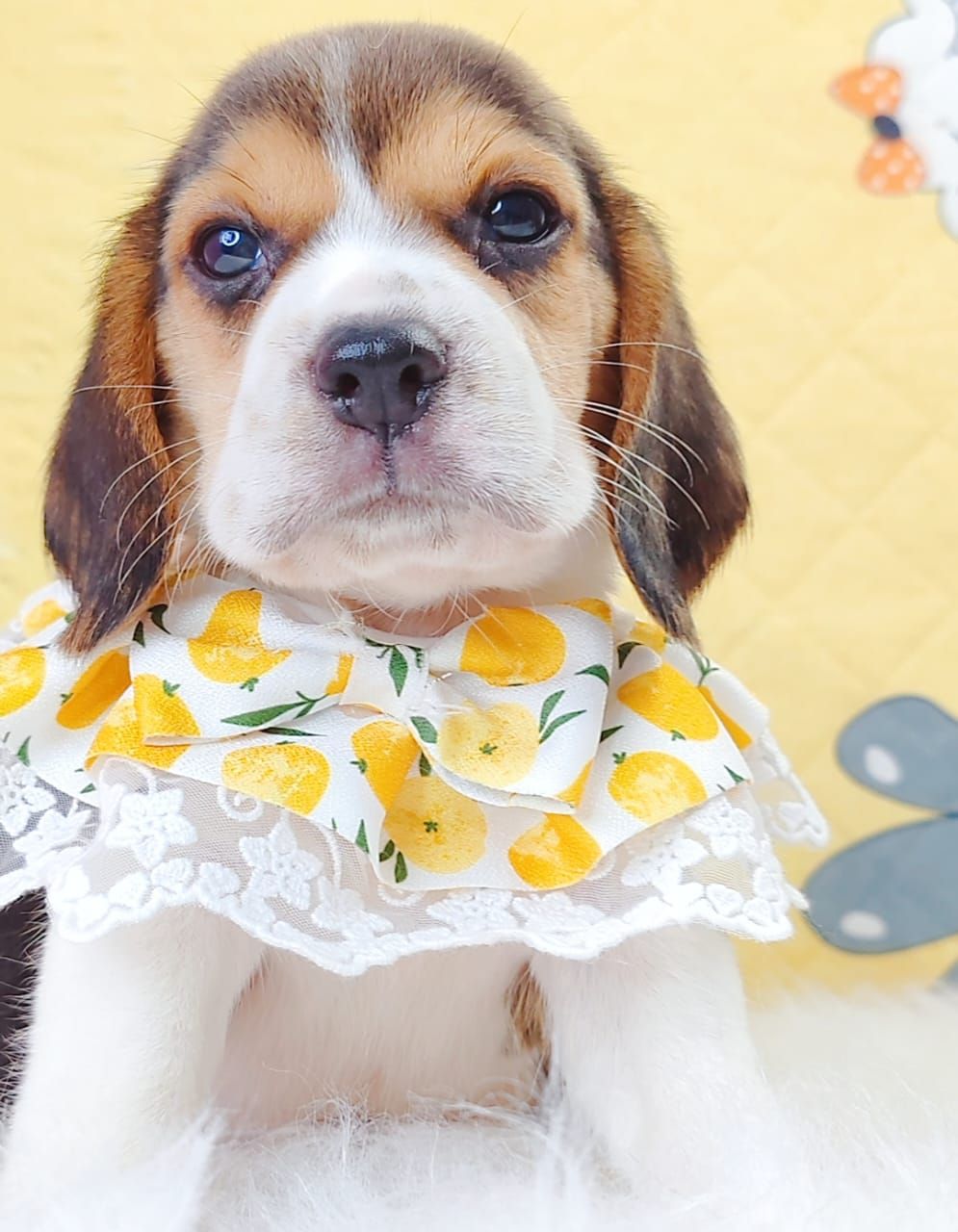 Beagle 米格鲁