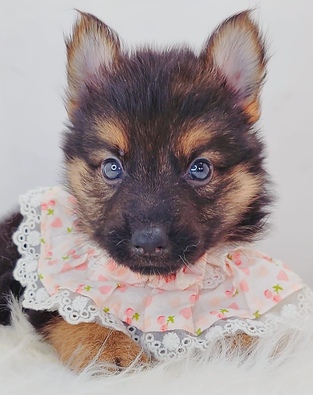 German Shepherd 德国牧羊犬