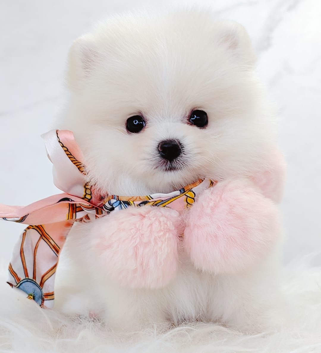 Pomeranian 博美