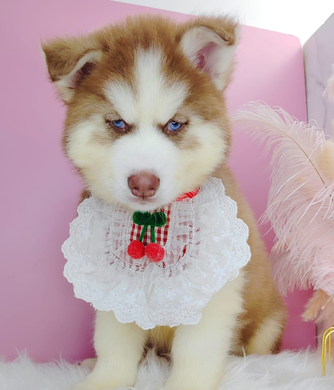 Wooly Husky 哈士奇
