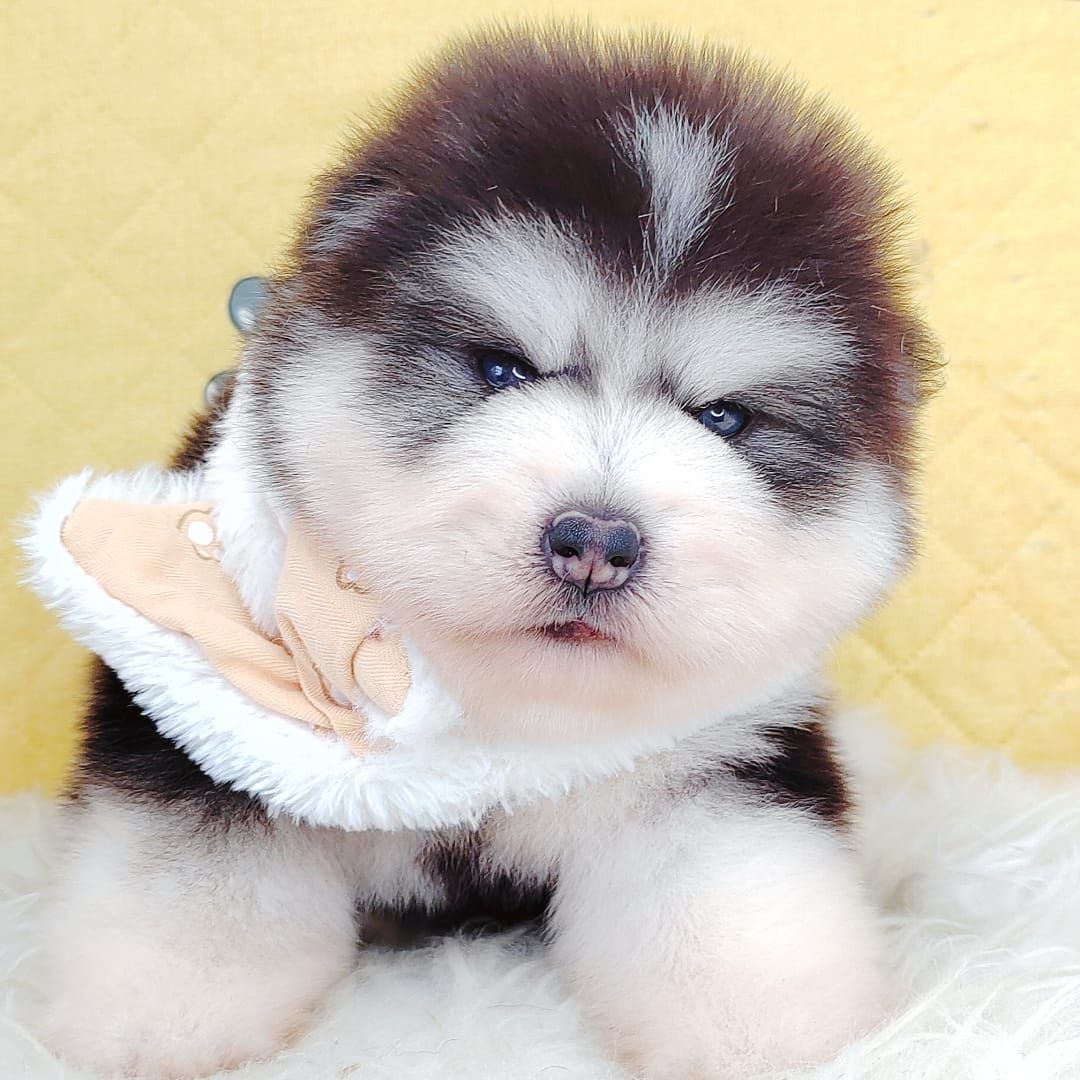 Wooly Alaskan 长毛哈士奇