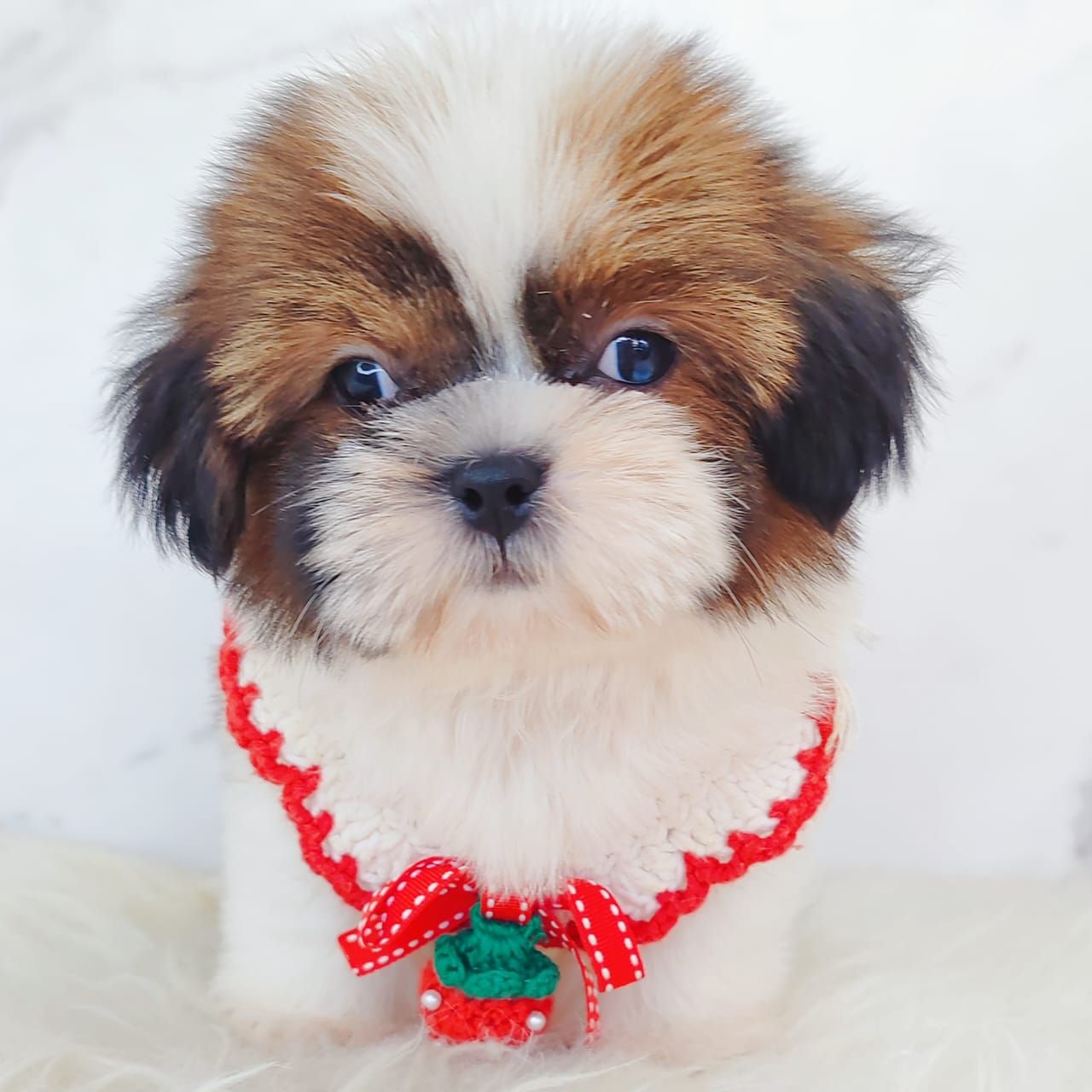Shih Tzu 西施