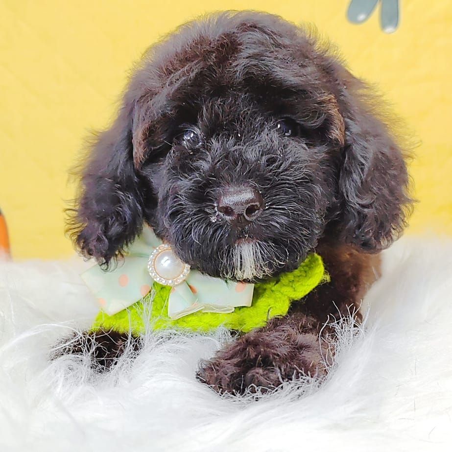 Poodle 娉拌开璐靛