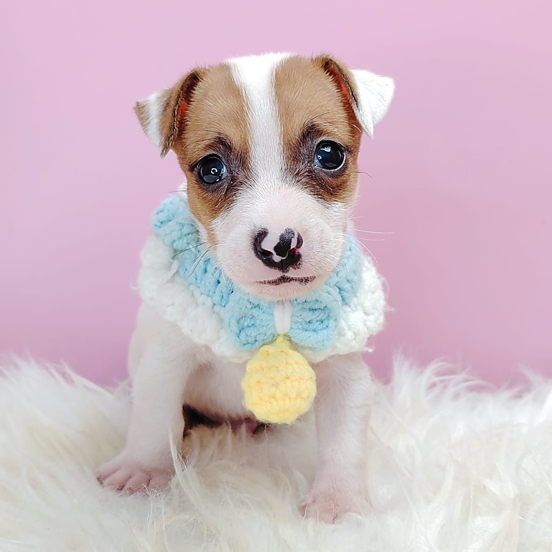Jack Russell Terrier 杰克罗素梗