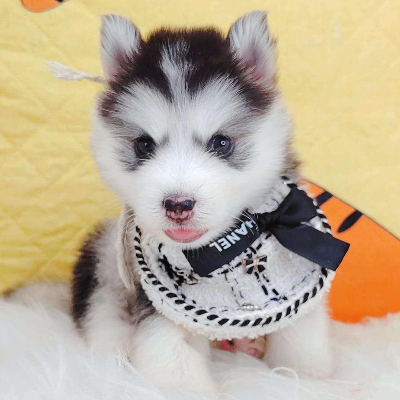 Pomsky 博士奇