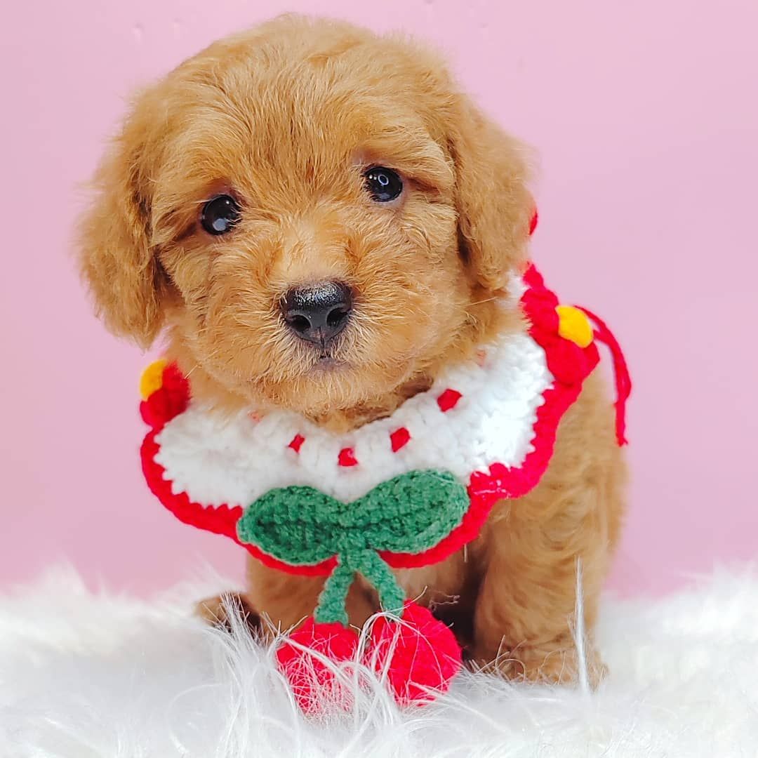 Poodle 娉拌开璐靛