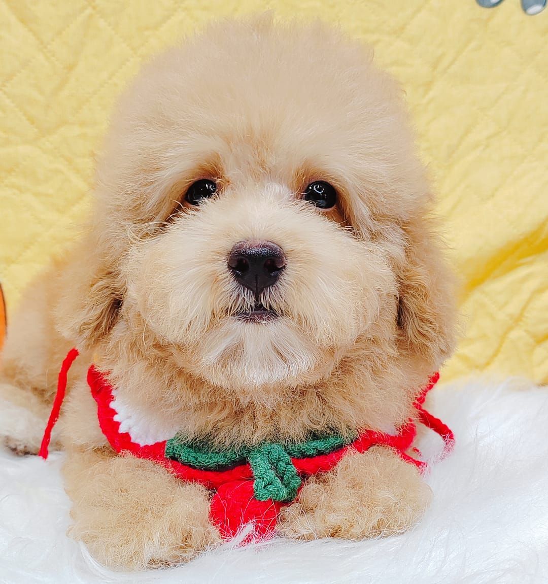 Poodle 娉拌开璐靛