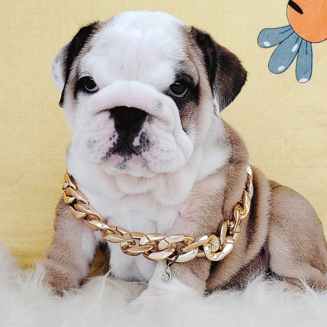 English Bulldog 英国斗牛犬