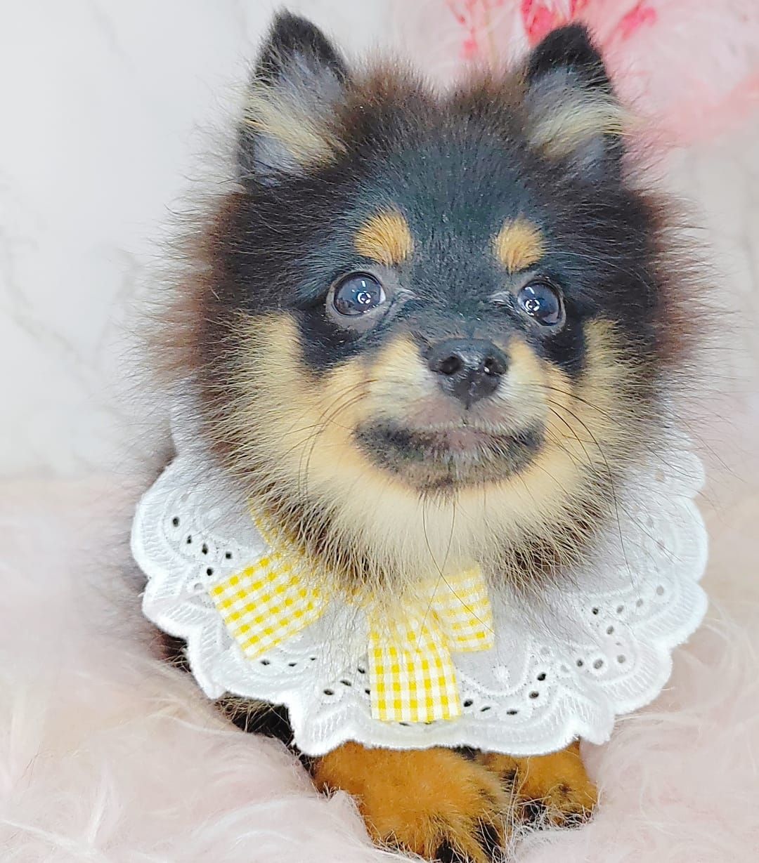 Pomeranian 博美