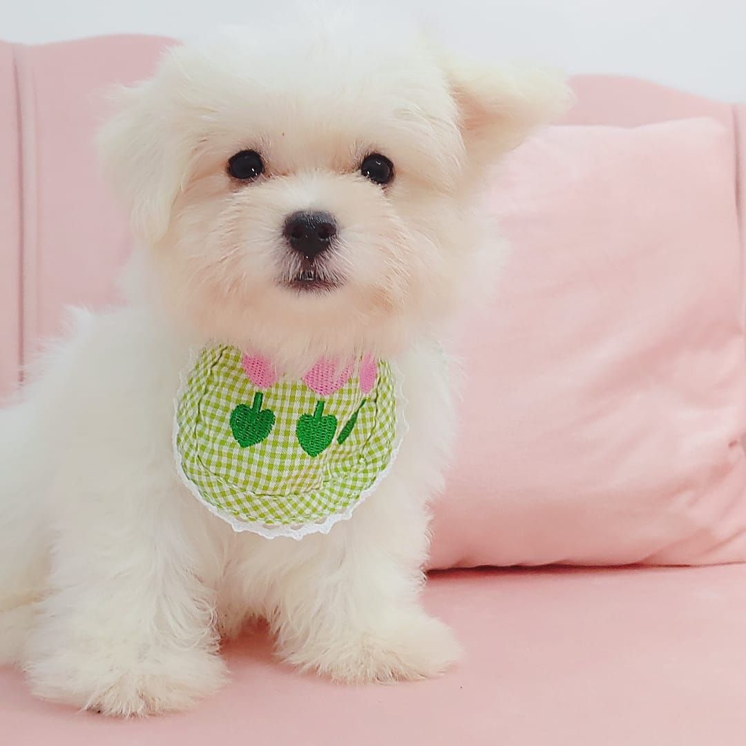 Maltipoo 马尔泰迪