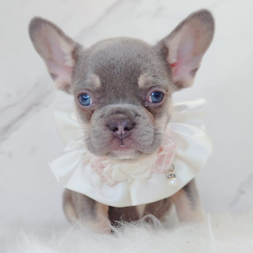 French Bulldog 法斗