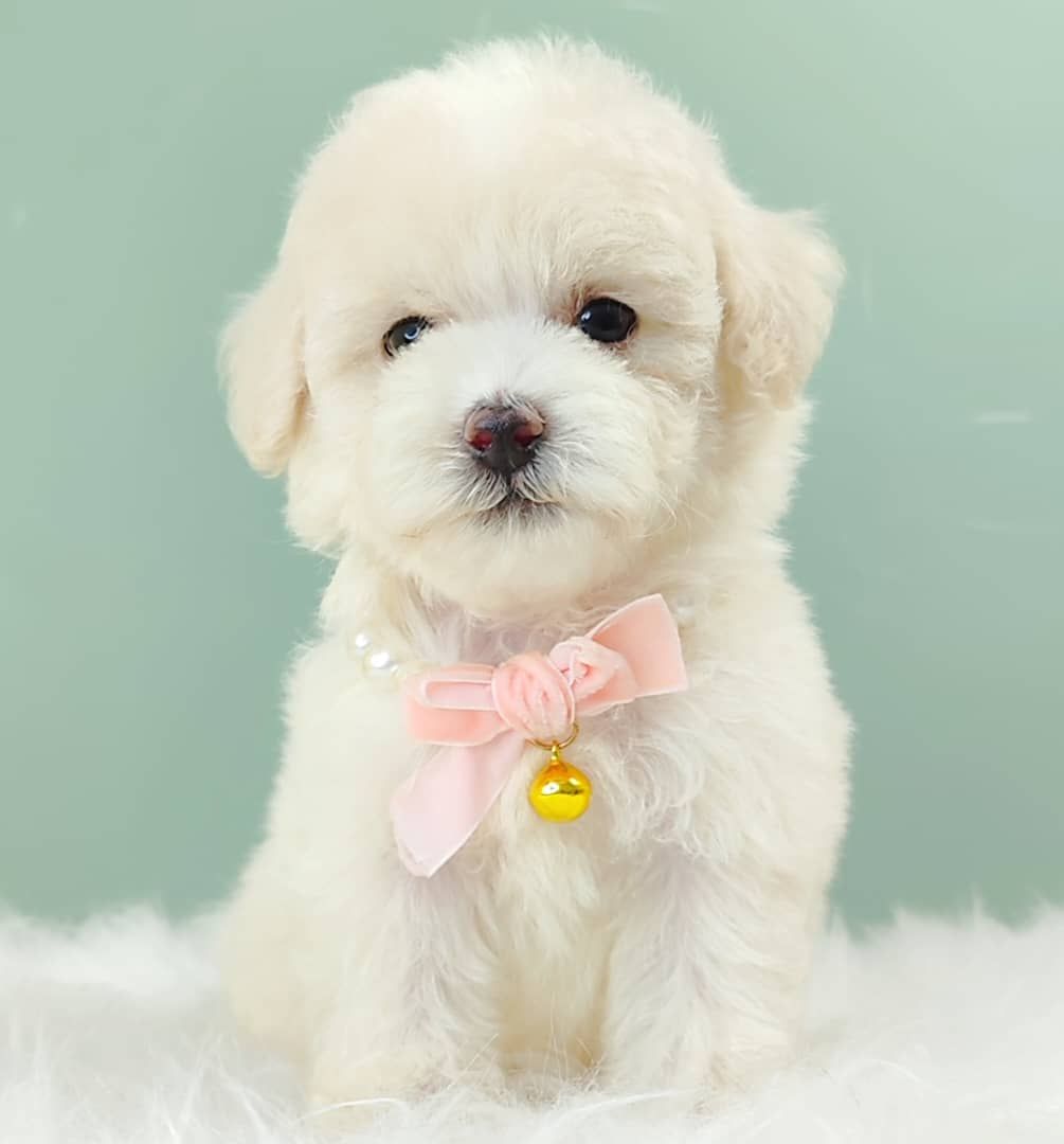 Maltipoo 马尔泰迪