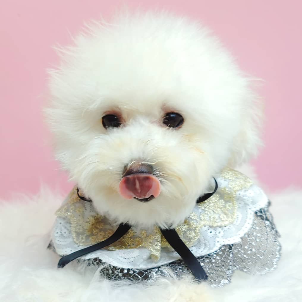 Maltipoo 马尔泰迪