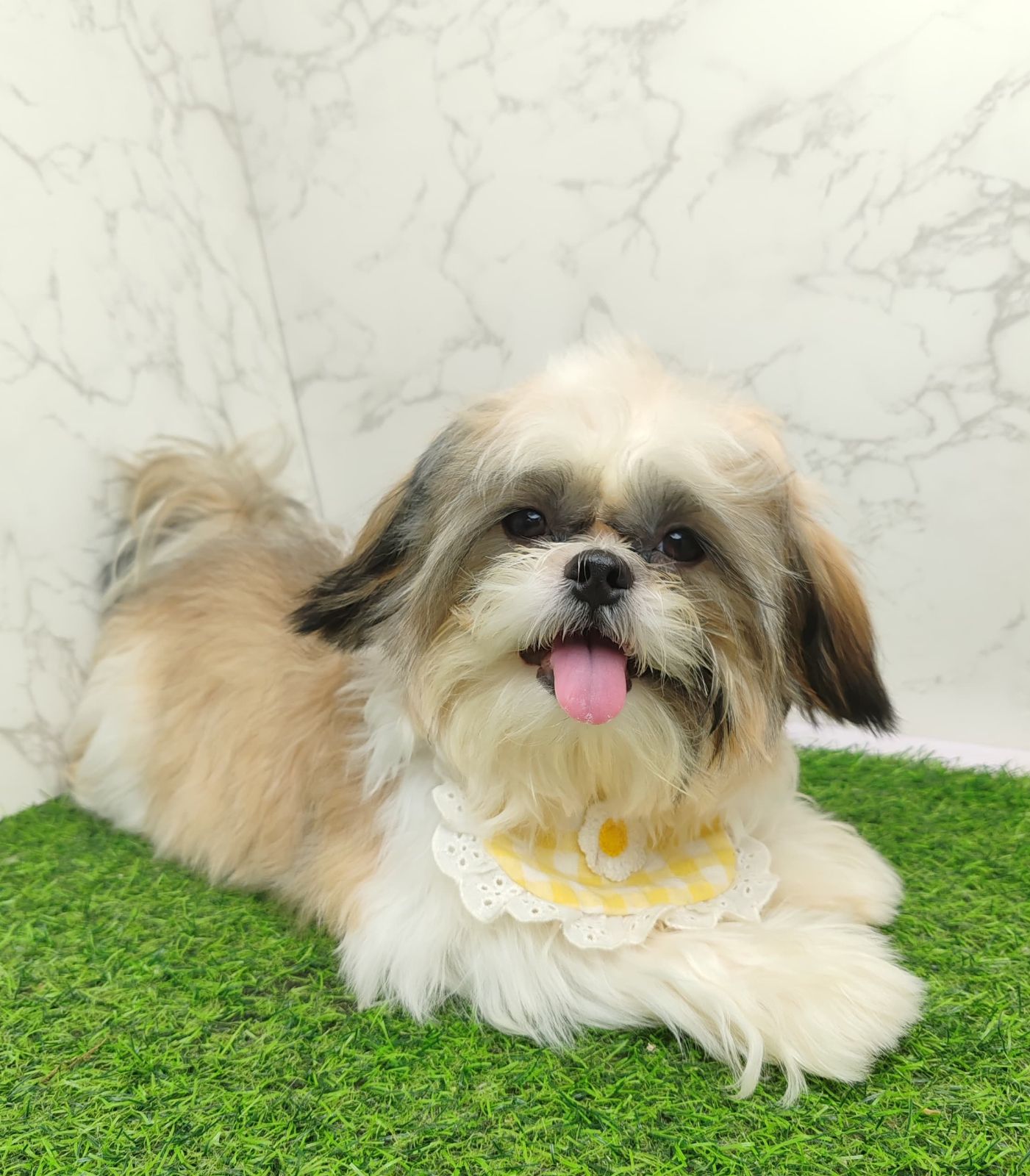 Shih Tzu 西施