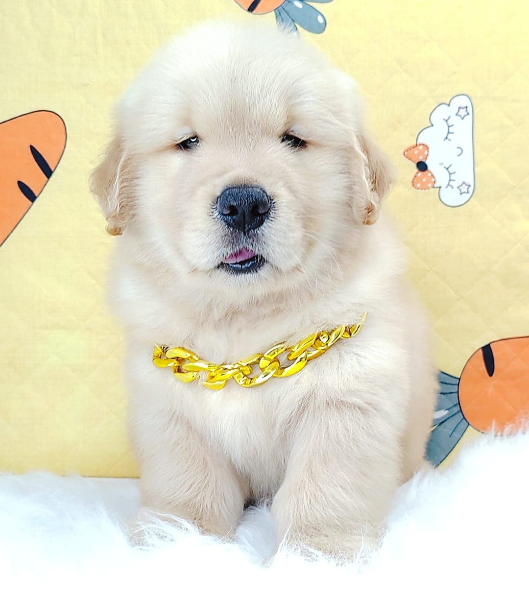 Golden Retriever 黄金猎犬