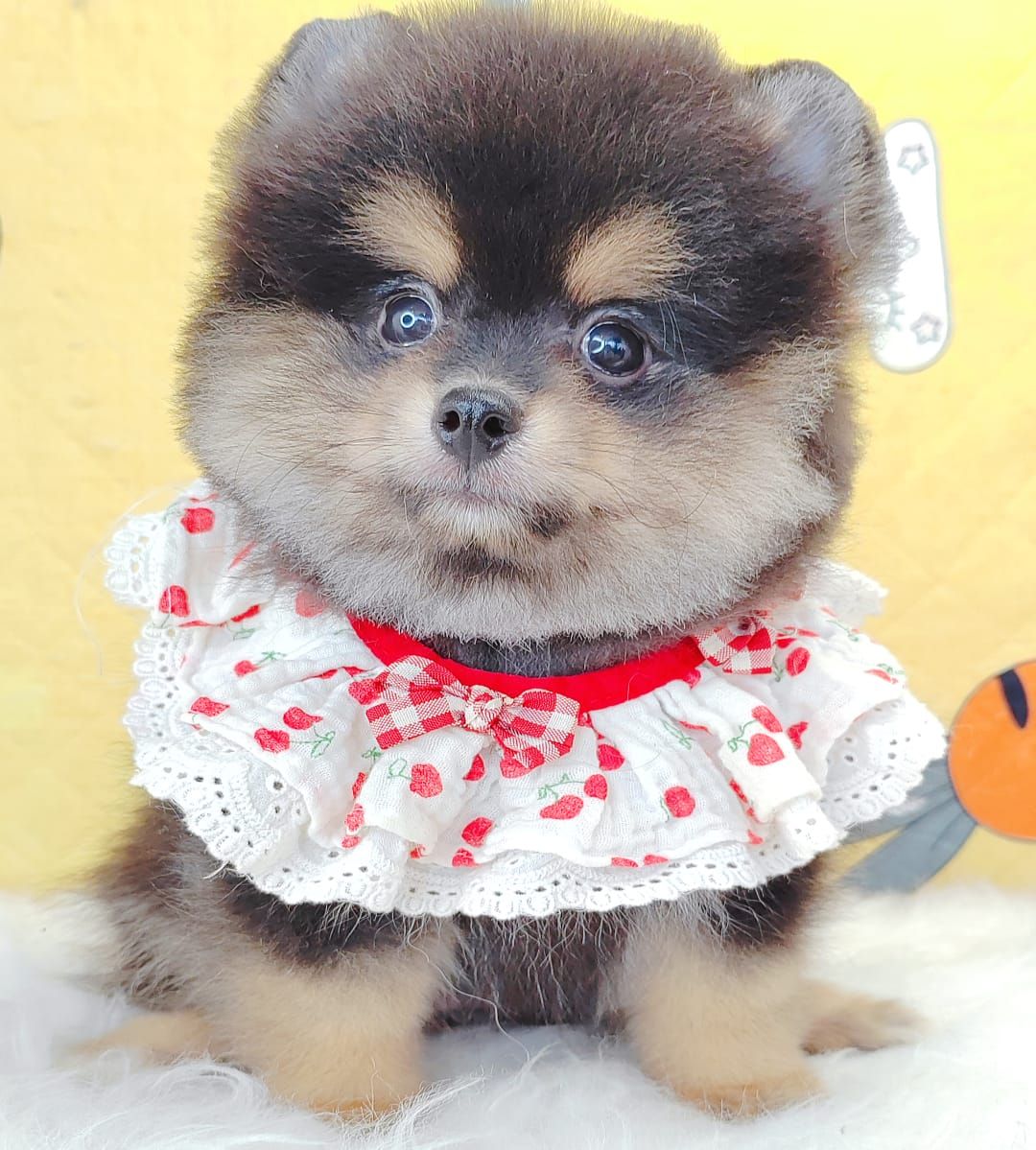Pomeranian 博美