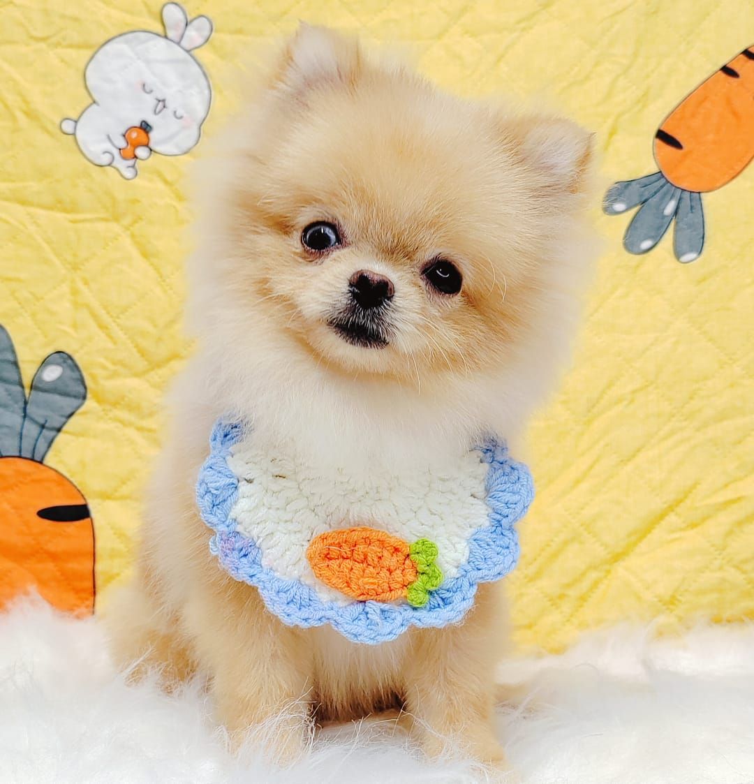 Pomeranian 博美