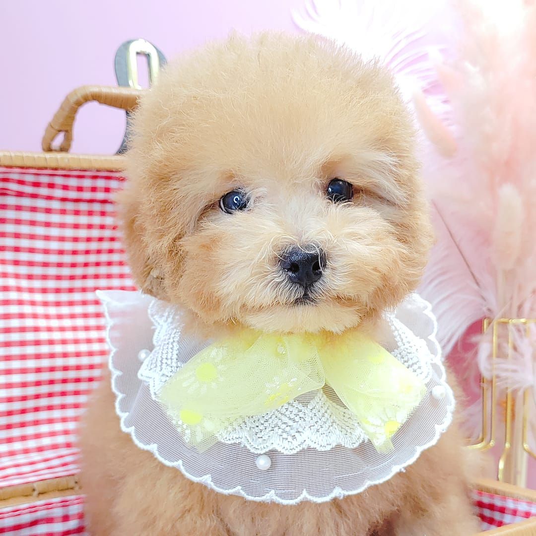 Poodle 娉拌开璐靛