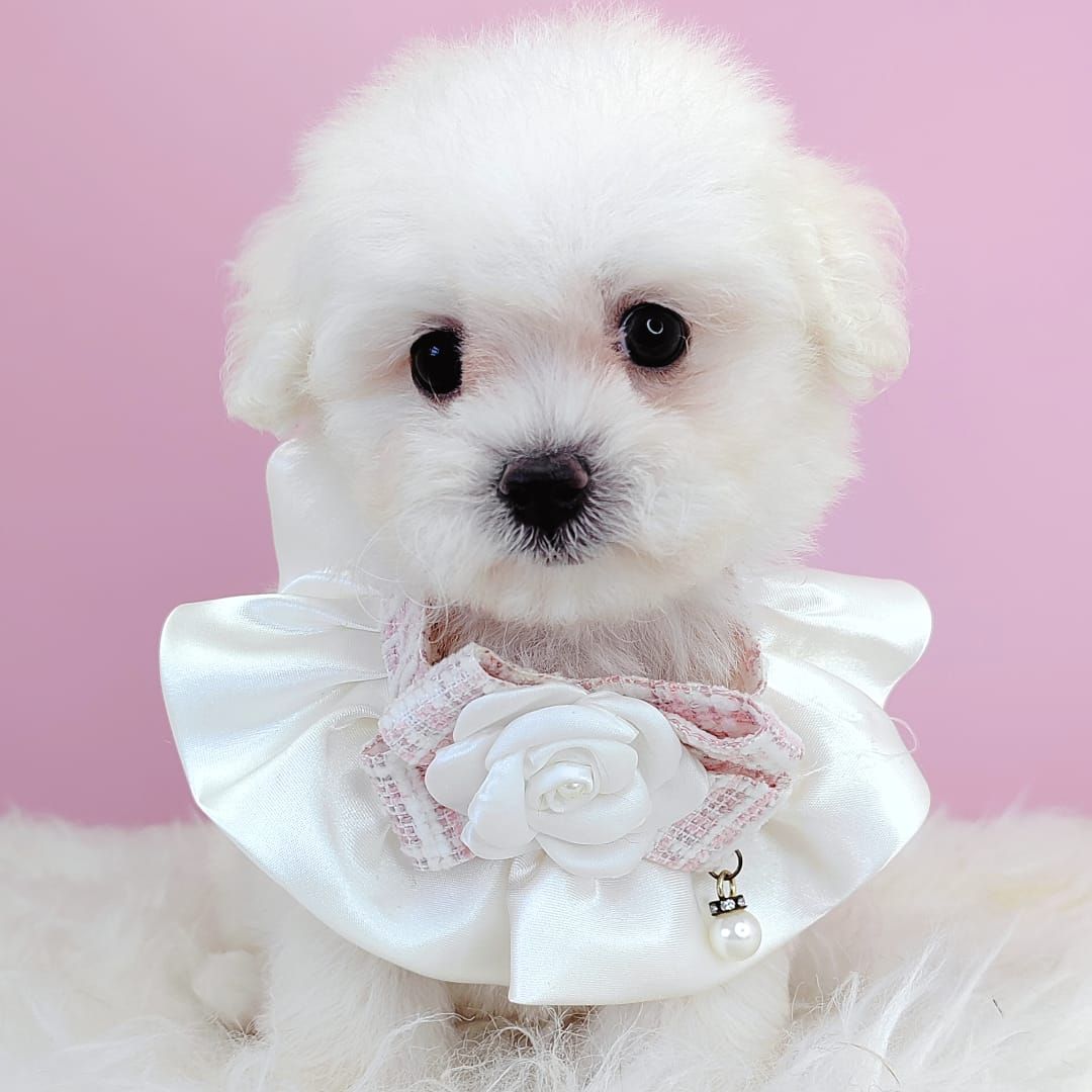 Maltipoo 马尔泰迪