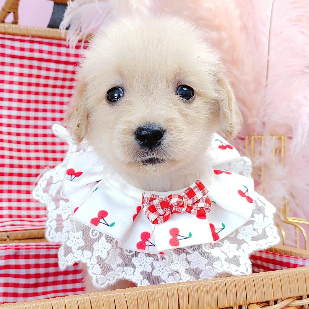 Golden Retriever 黄金猎犬