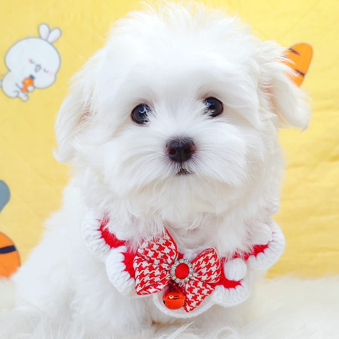 Maltese 马尔济斯